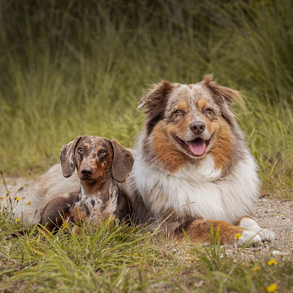 Australian Shepherd und Dackel Zwei Hunde liegen entspannt auf dem Boden, einer ist braun gefleckt, der andere ist fluffig.