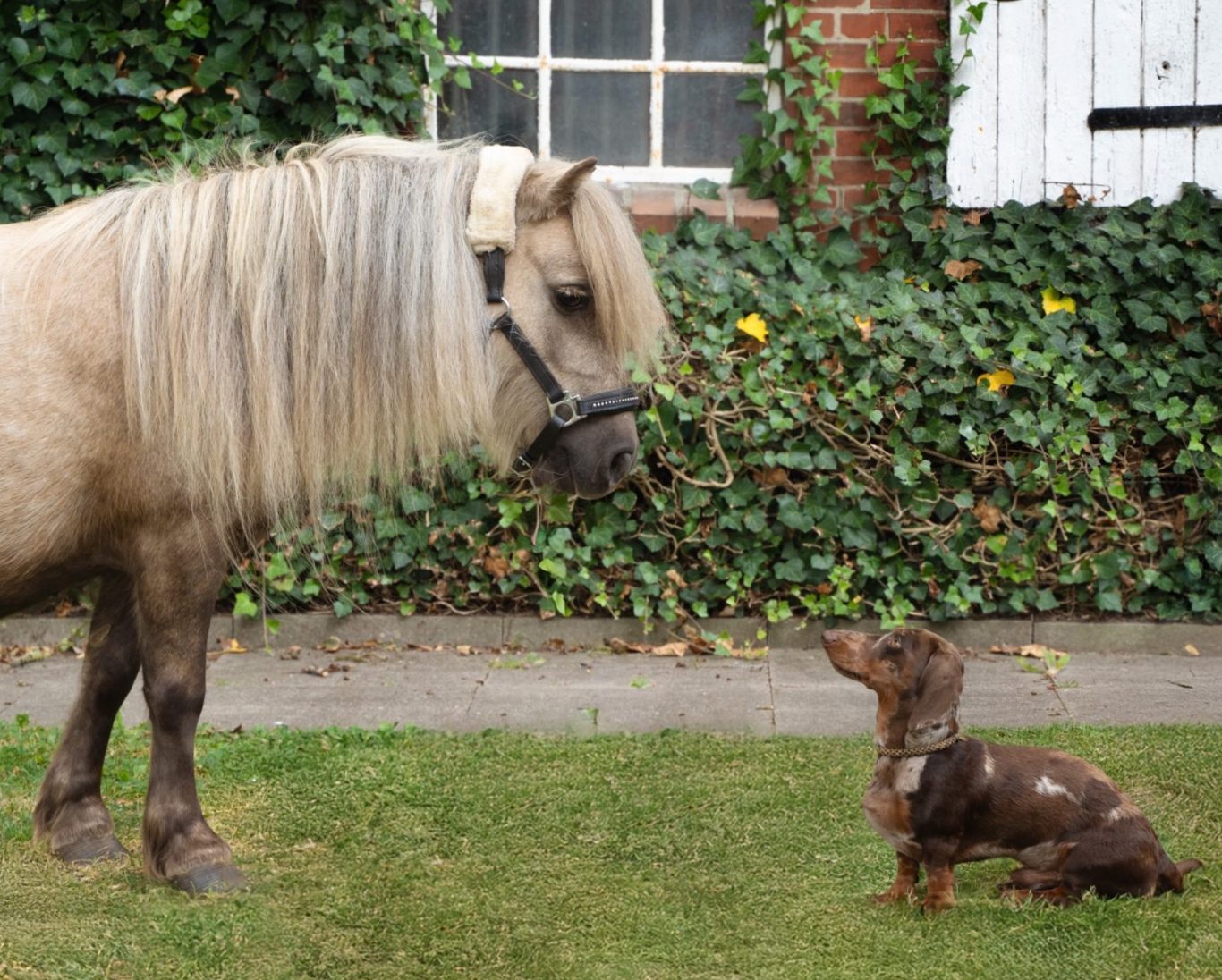 Mini Shetlandpony trifft Dackel Ein kleines Pony steht neben einem Hund, beide schauen sich neugierig an.